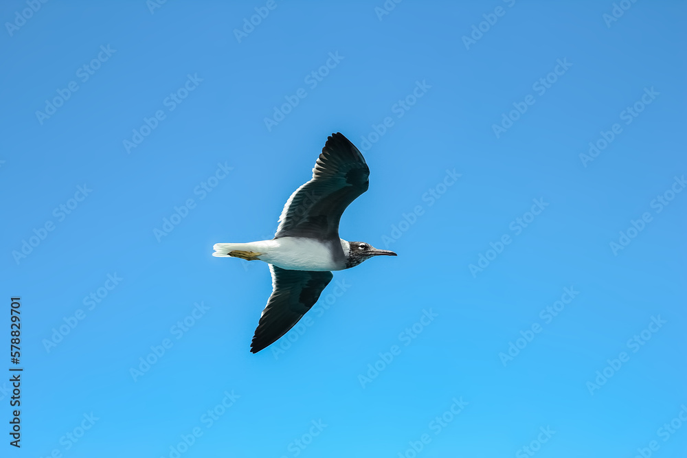 Beautiful sea gulls flying on nature background Beautiful sea gulls flying on nature background