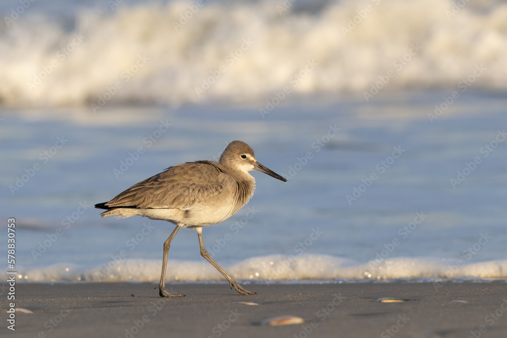 willet walking at the edge of the waves at the beach willet walking at the edge of the waves at the beach