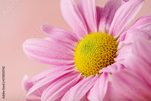 Pink chrysanthemum macro photo  abstract floral background. 