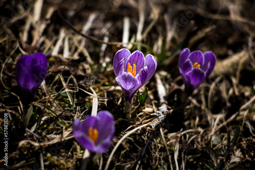 Violet crocus in the forest