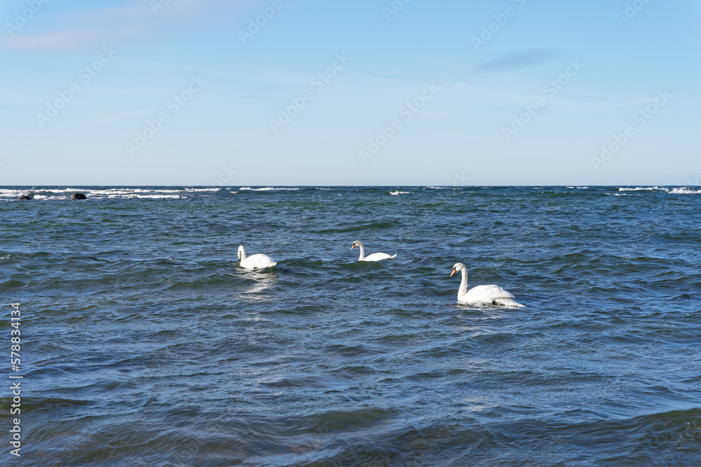 Swans in the sea near beach