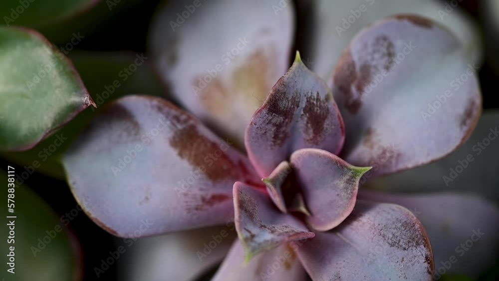 Purple succulent plant flowers, closeup, indoor plant. Beautiful succulents.