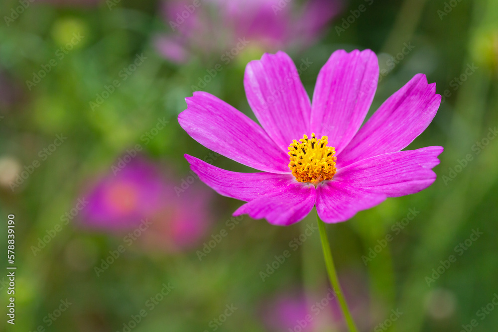Beautiful purple Cosmos flower in the garden. Violet flowers pictures. Cosmos bipinnatus, commonly called the garden cosmos Beautiful purple Cosmos flower in the garden. Violet flowers pictures. Cosmos bipinnatus, commonly called the garden cosmos