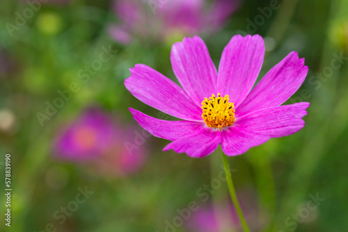 Beautiful purple Cosmos flower in the garden. Violet flowers pictures. Cosmos bipinnatus  commonly called the garden cosmos