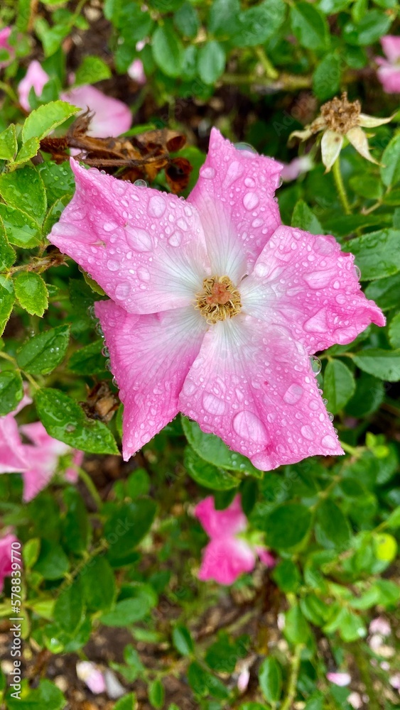 pink rose in the garden, Houston, Texas, USA pink rose in the garden, Houston, Texas, USA