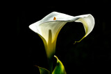 Flor de cala lilly floreciente en un fondo negro