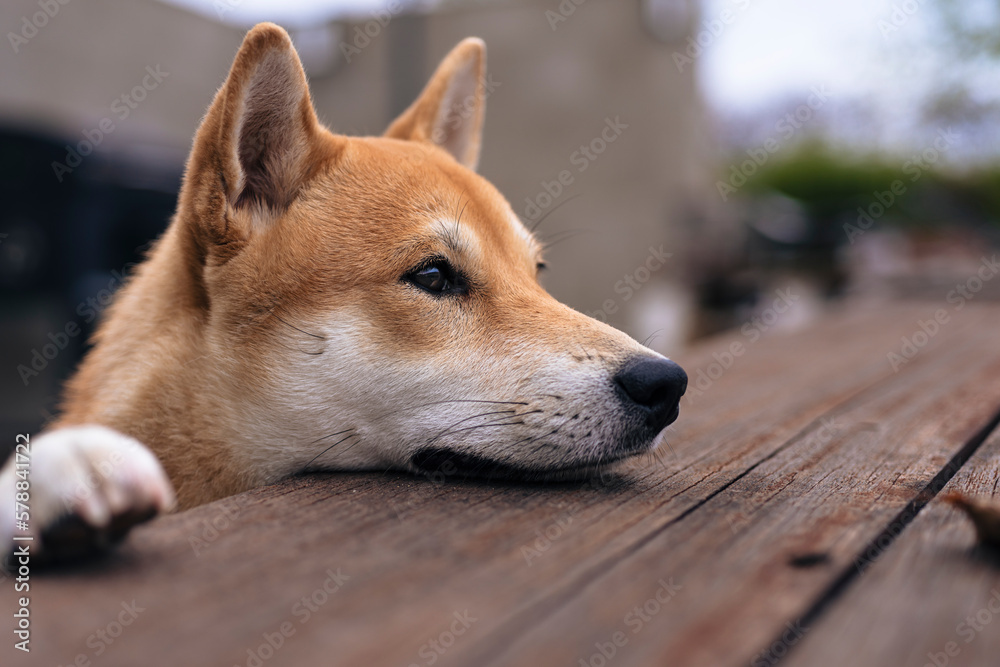 playing dog of the shiba inu breed playing dog of the shiba inu breed