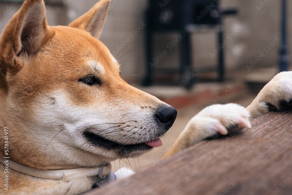 playing dog of the shiba inu breed playing dog of the shiba inu breed