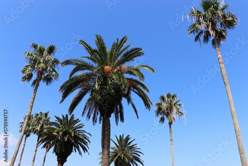 田ノ浦ビーチ 棕櫚とフェニックスがある風景