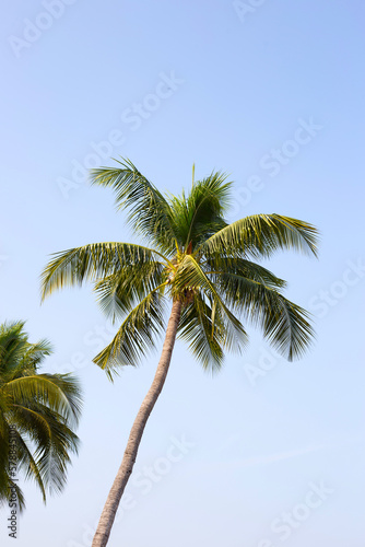 Coconut palm trees with blue sky