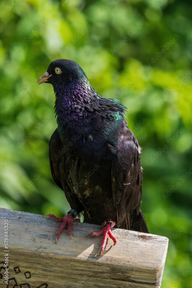 Obraz premium A rock pigeon closeup in saarland at summer