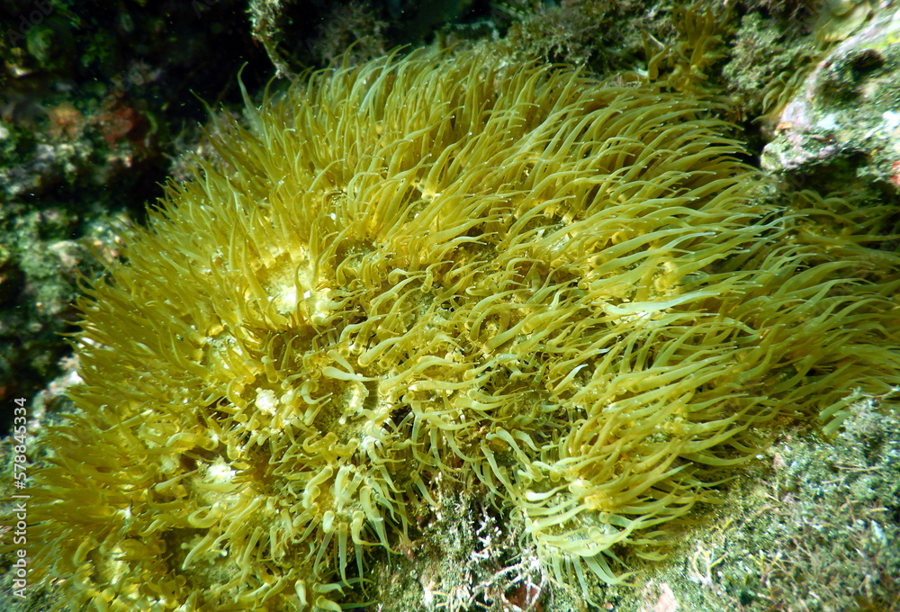 Naklejka premium Costa Rica Pacific sea life