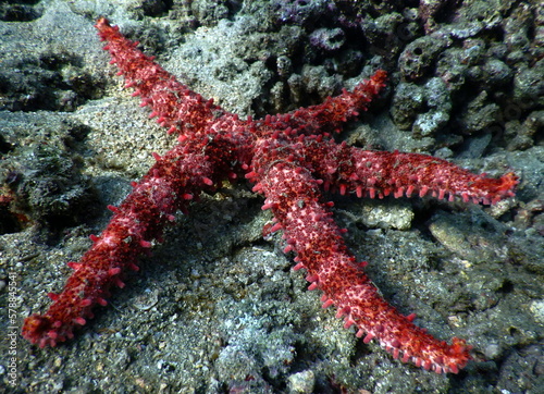 Costa Rica Pacific sea life