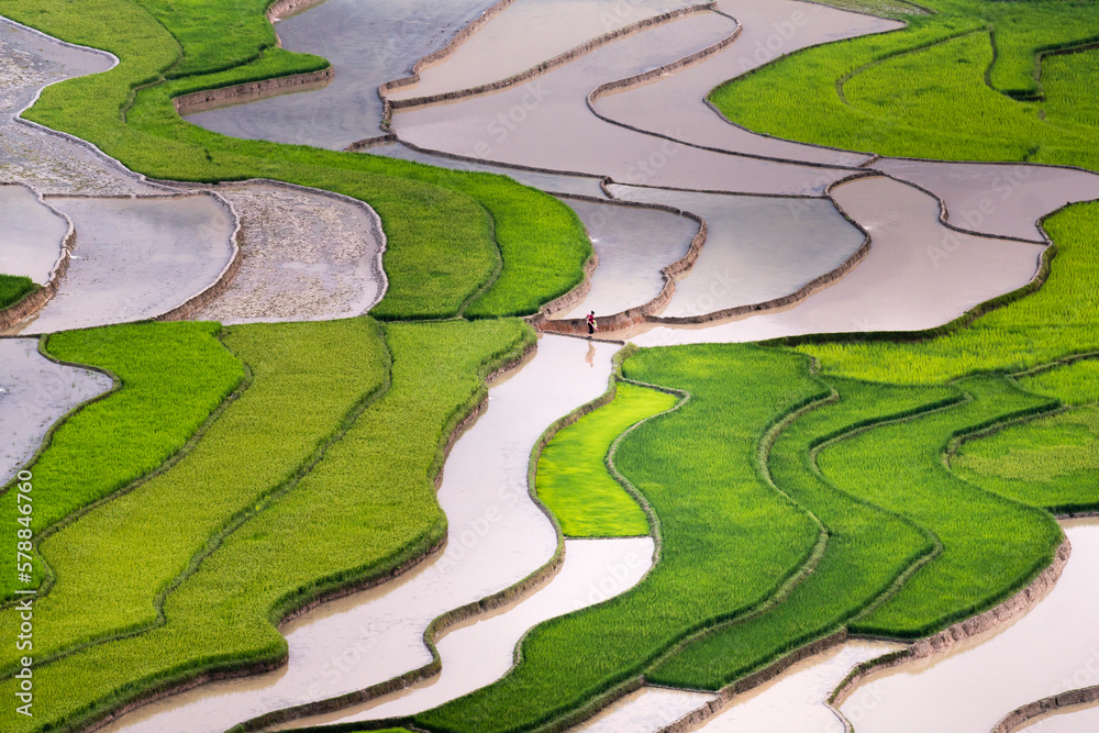 he image is as beautiful as the oil painting of terraced field. Curved lines of Terraced rice field during the watering season at the time before starting to grow rice in Lao Chai, Mu Cang Chai, VN