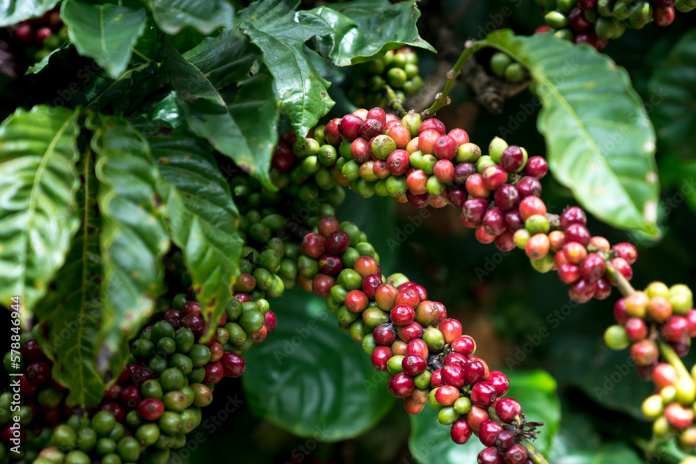 ripe coffee berries on a tree branch ripe coffee berries on a tree branch