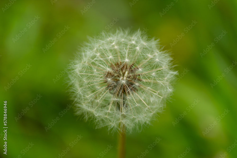 Semillas Diente de León (Taraxacum officinale)