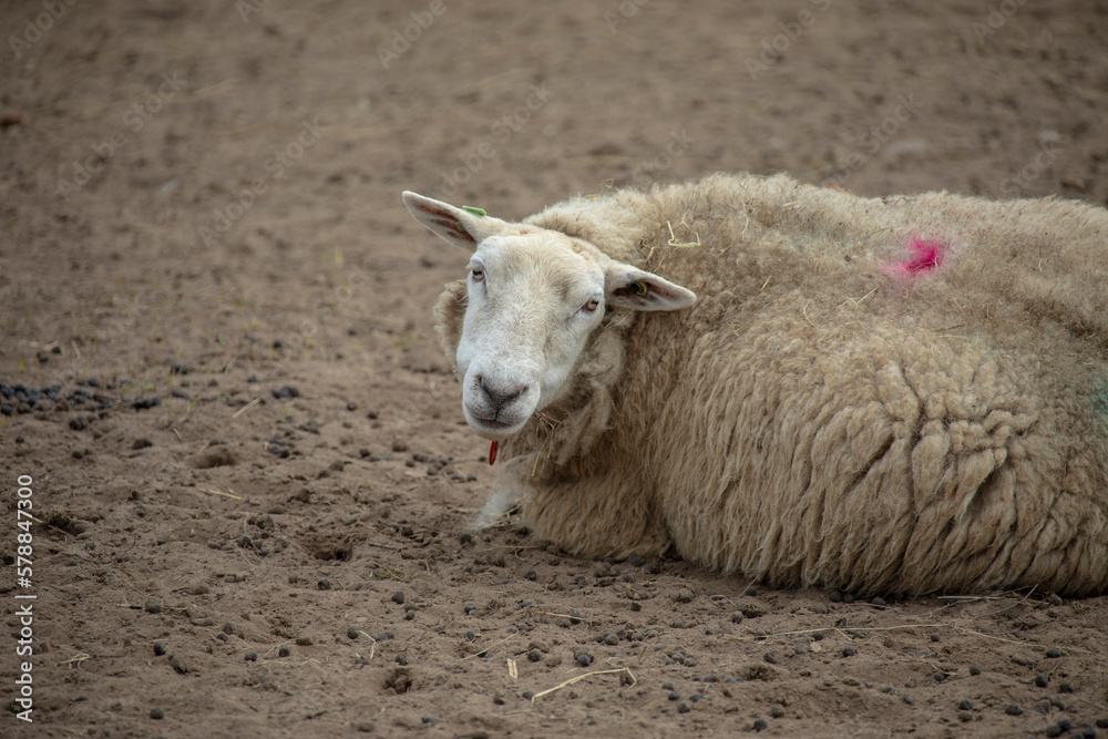 Lying sheep on a brown background close up looking at the camera Lying sheep on a brown background close up looking at the camera