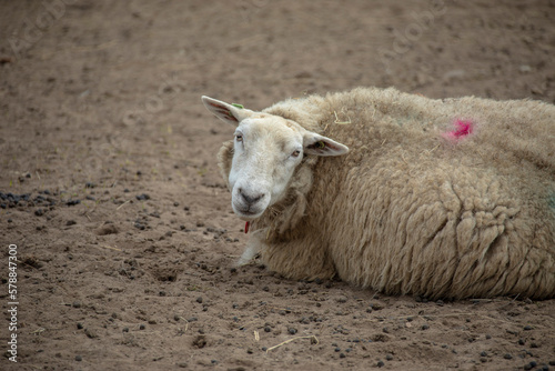 Lying sheep on a brown background close up looking at the camera