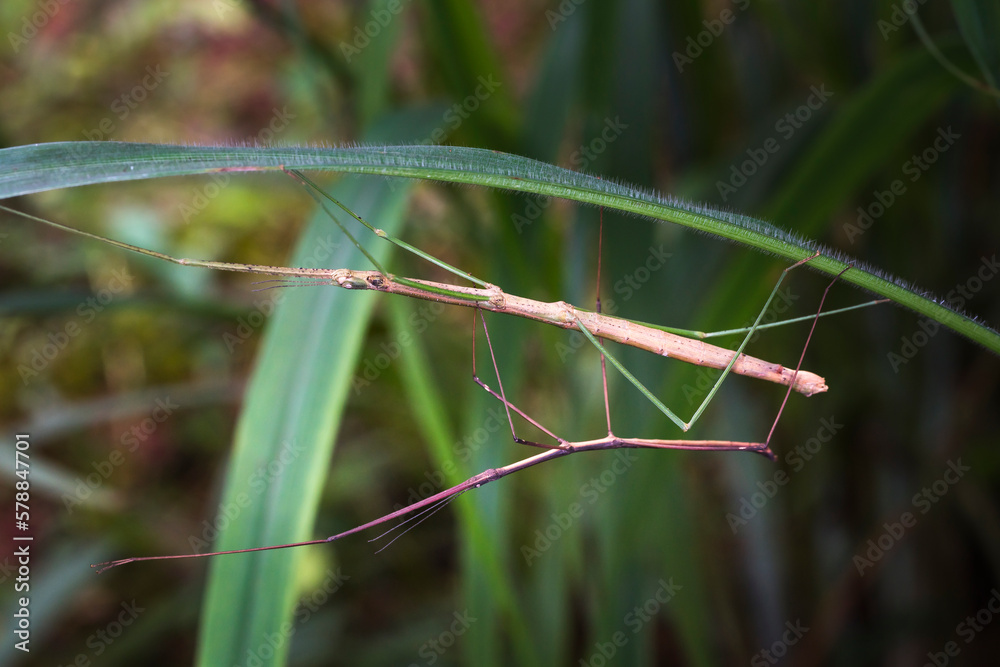 Mating pair of stick grasshoppers, camouflaged on a spiny branch in the rainforest Mating pair of stick grasshoppers, camouflaged on a spiny branch in the rainforest
