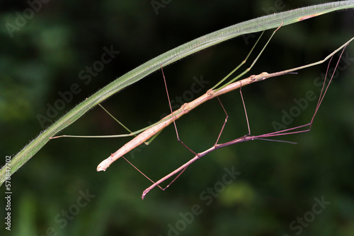 Mating pair of stick grasshoppers, camouflaged on a spiny branch in the rainforest © Quang