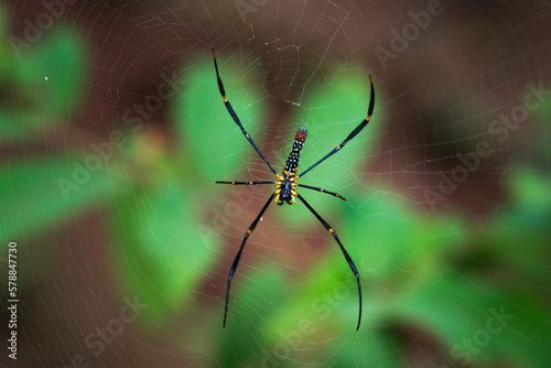 Close up Nephilinae spider in the spiderweb with green nature background.
