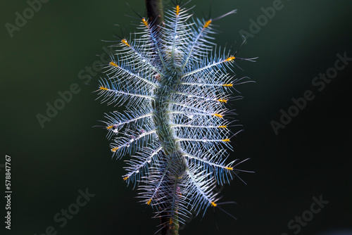 Caterpillar of the common archduke butterfly ( Lexias paralysis javelina ) on a branch. On a dark background photo