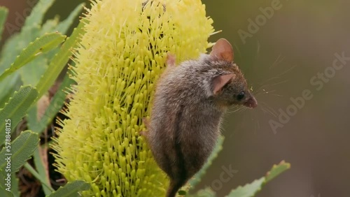 Honey Possum or noolbenger Tarsipes rostratus tiny marsupial feeds on the nectar and pollen of yellow bloom, important pollinator for Banksia attenuata and coccinea and Adenanthos cuneatus. photo