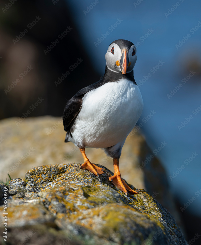 Fototapeta premium Puffin portrait on the rocks