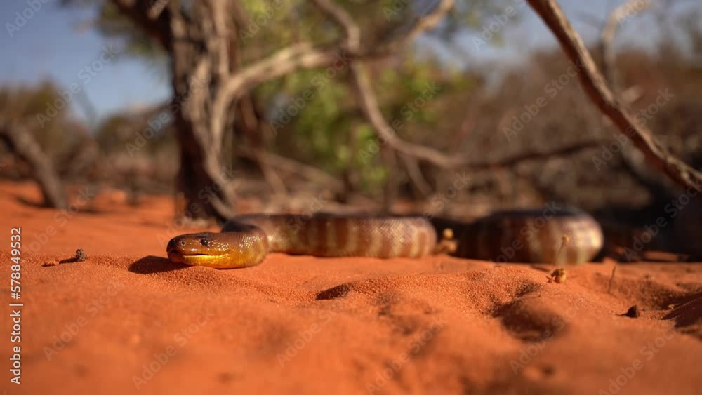 Woma python - Aspidites ramsayi also Ramsay's python, Sand python or ...