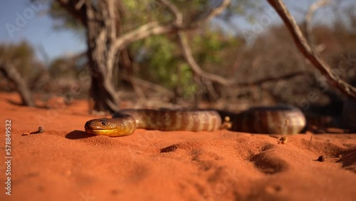 Woma python - Aspidites ramsayi also Ramsay's python, Sand python or Woma, snake on the sandy beach, endemic to Australia, brown and orange snake crawls on the red sand in Australia with tongue out. photo