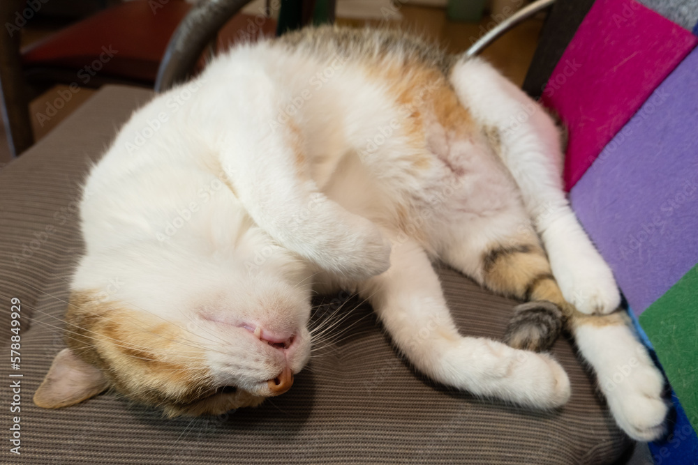 tortoiseshell cat sleeping on a chair