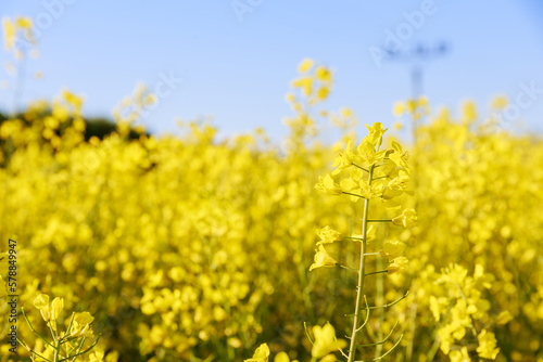 A yellow rapeseed field bloomed. Yellow flowers on a background of green trees.