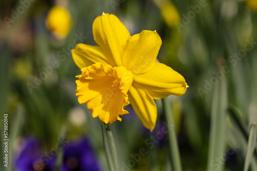 Flor amarilla con hojas verdes