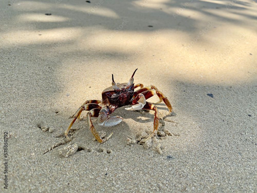 Crab on the beach. Horned ghost crab(Ocypode ceratophthalmus) or horn-eyed ghost crab. It lives in Indo-Pacific region from the coast of East Africa to Philippines, Japan to the Great Barrier Reef Crab on the beach. Horned ghost crab(Ocypode ceratophthalmus) or horn-eyed ghost crab. It lives in Indo-Pacific region from the coast of East Africa to Philippines, Japan to the Great Barrier Reef