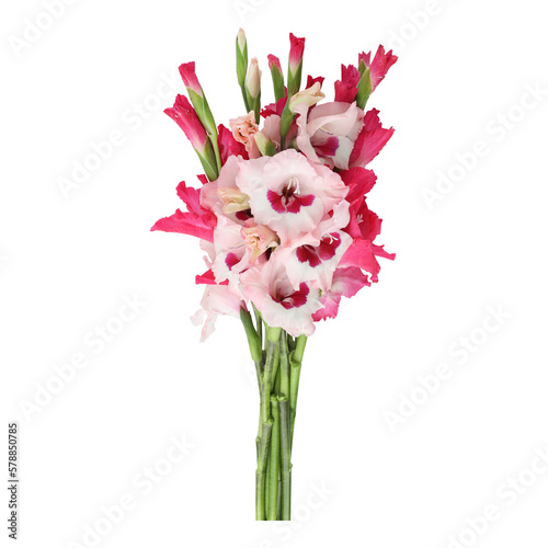 Bouquet of gladiolus flowers isolated on transparent background	