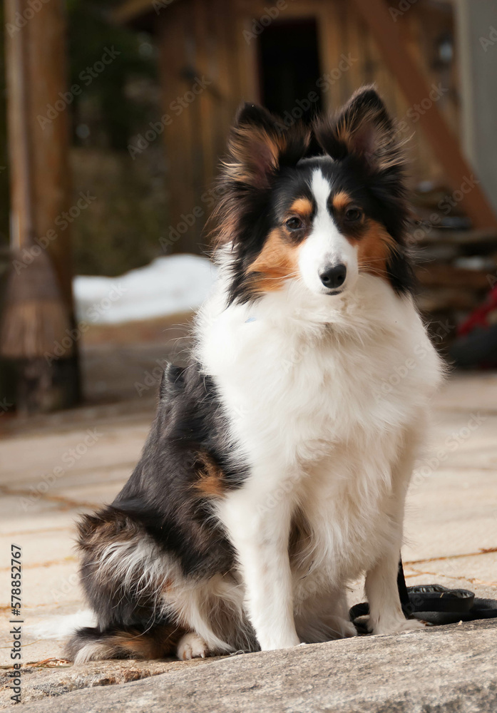 beautiful closeup of a sheepdog posing for camera beautiful closeup of a sheepdog posing for camera