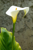 Flor de cala lilly floreciente
