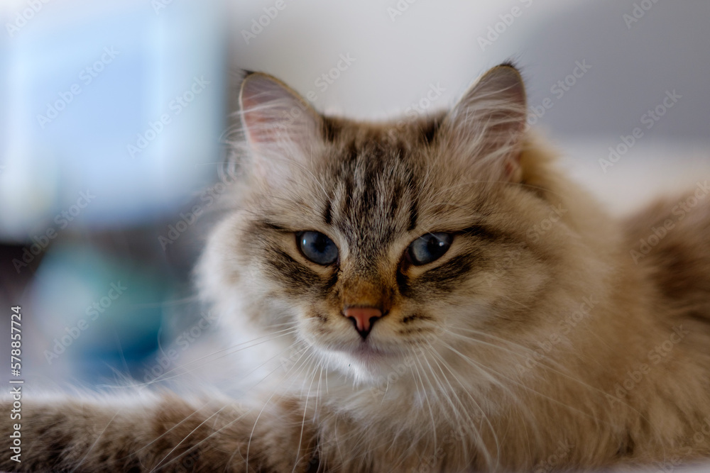 Cat of the Siberian Breed