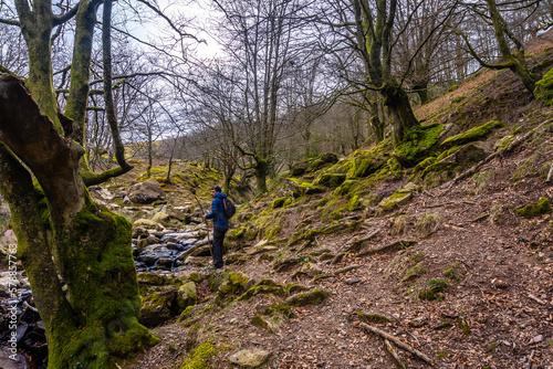 A man on the path through the beech woods on the ascent to Mount Adarra, in the Guipuzcoan municipality of Urnieta, near San Sebastián. Basque Country photo