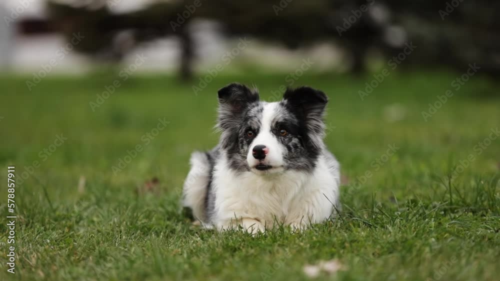 Portrait of Border collie dog in a green park lay down on grass Portrait of Border collie dog in a green park lay down on grass
