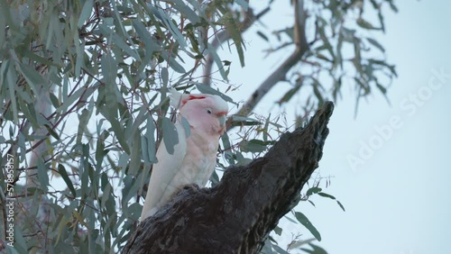 a close view of a major mitchell's cockatoo cockatoo perching in a gum tree at charlotte springs station of western queensland, australia photo