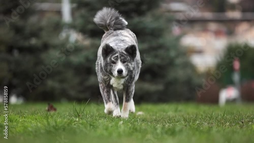 Amazing Cute Doog of Marble Japanese Akita run on grass in a beautiful Park to camera in slow motion photo