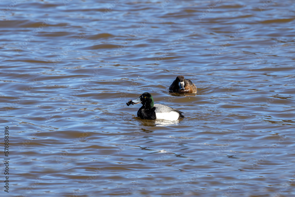The greater scaup (Aythya marila) diving duck, drake and hen, migrating bird on Lake Michigan in winter