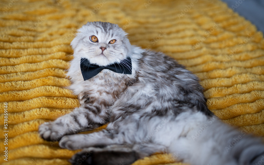 Obraz premium Cute british cat with a butterfly tie on yellow blanket