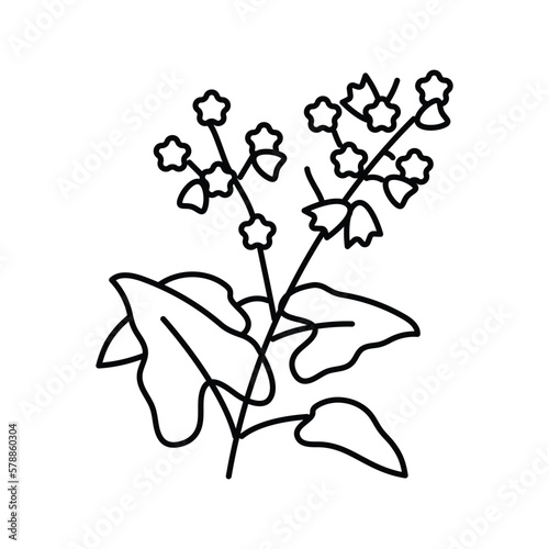 buckwheat plant healthy line icon vector illustration
