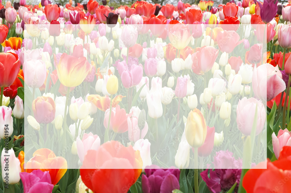 Transparent blank white text frame on blurred image of colorful variety of dutch tulips. Natural flowers background with copy space. Greeting card for springtime holidays.