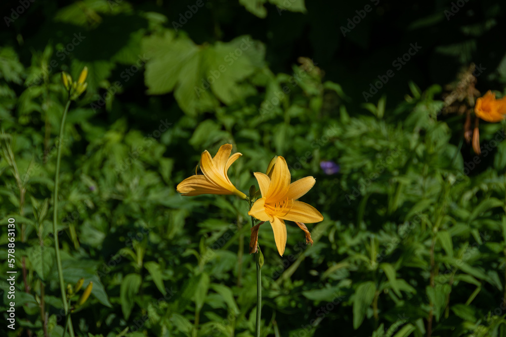 Obraz premium 初夏の野に咲く黄色い花 