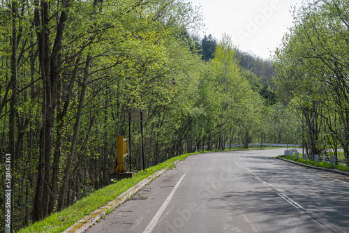 新緑の森を通る道路 