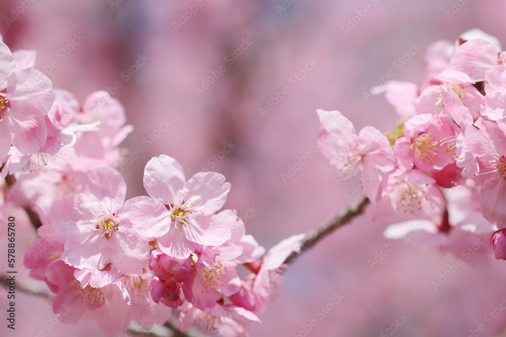 満開の陽光桜のクローズアップ