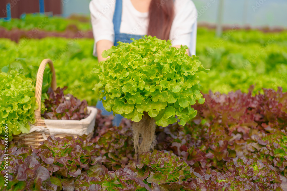 Young Asian smart farmer working with smart agriculture organic hydroponic vegetable greenhouse, Butterhead Lettuce, Green Oak, Red Oak for vegan salad. Young Asian smart farmer working with smart agriculture organic hydroponic vegetable greenhouse, Butterhead Lettuce, Green Oak, Red Oak for vegan salad.